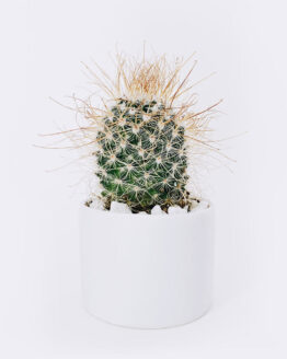 cactus3-free-img