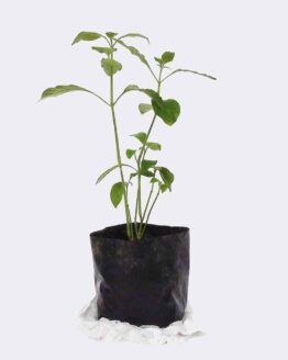 plant2-free-img